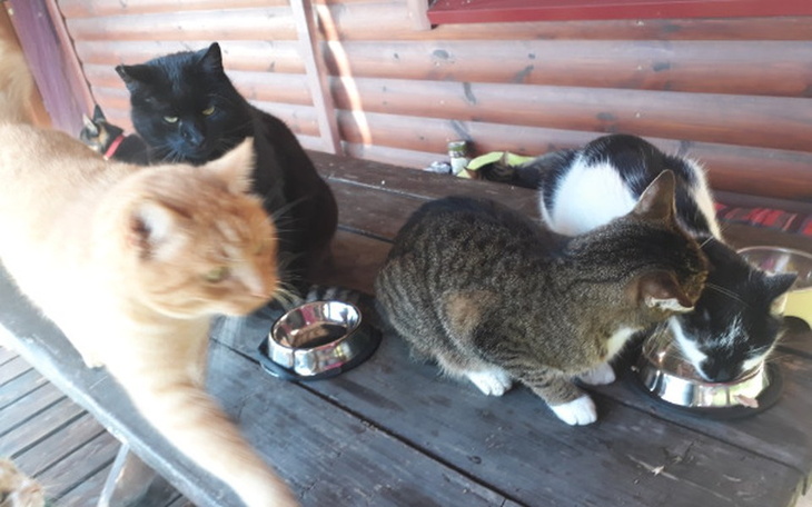 Zbiórka Wolno żyjące koty proszą o karmę - zdjęcie główne