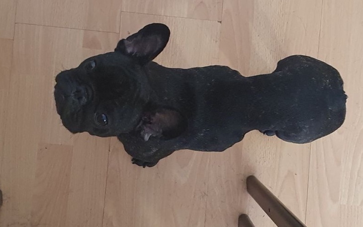 Zbiórka Głodzony buldog - zdjęcie główne