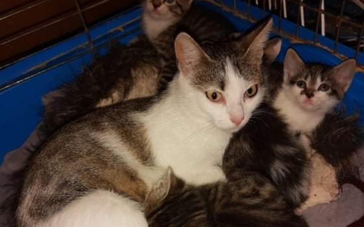 Zbiórka Kocia rodzina prosi o wsparcie - zdjęcie główne