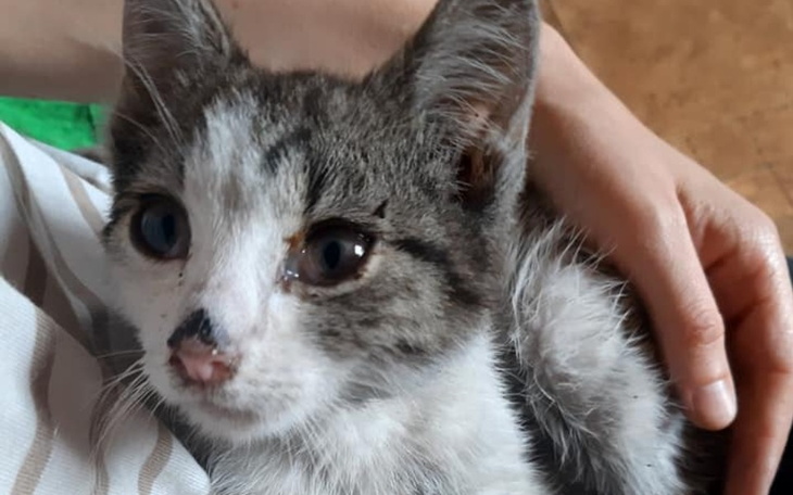 Zbiórka Na klatki kennelowe dla zwierząt - zdjęcie główne