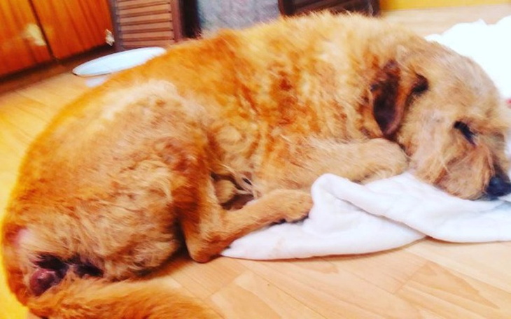 Zbiórka Ratujmy Stworka ! - zdjęcie główne