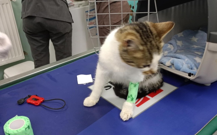 Zbiórka Na ratunek Otisowi - zdjęcie główne