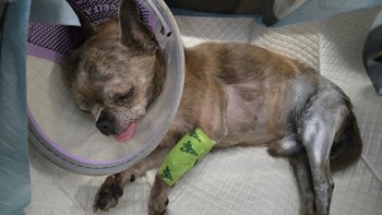 Zbiórka Operacja łapek Gryzonia i Water - miniaturka zdjęcia