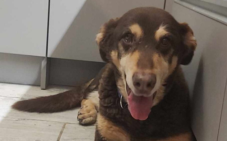 Zbiórka Lekarstwa dla Niezłomnej Xsary - zdjęcie główne