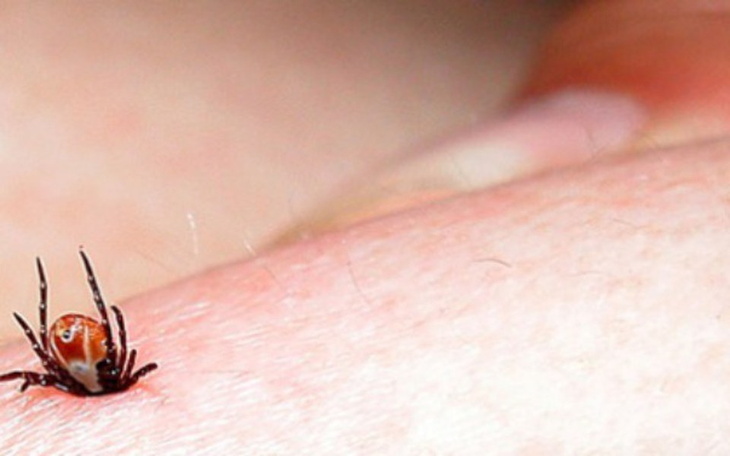 Zbiórka Leczenie Boleriozyy - zdjęcie główne