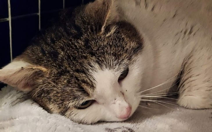 Zbiórka Zbiórka dla Mruczusia - zdjęcie główne