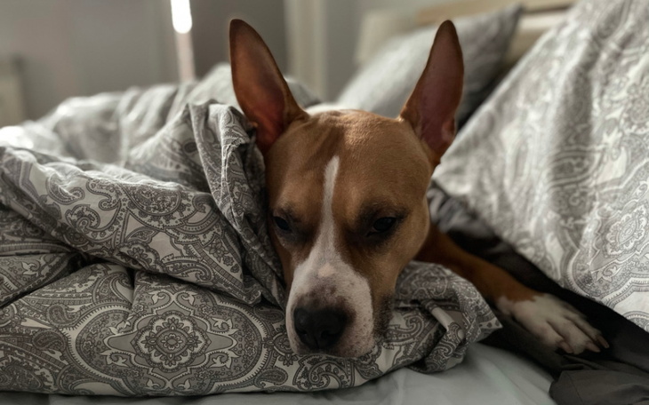 Zbiórka Leczenie Bija - zerwane więzadło - zdjęcie główne