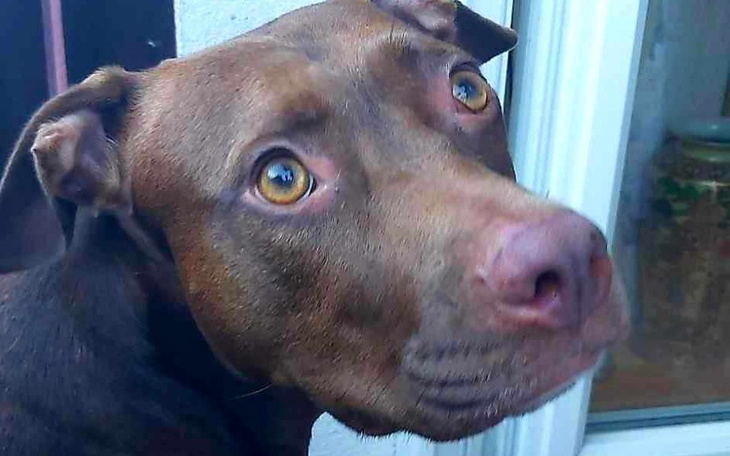 Brązowy pies z dużymi oczami, patrzący w kamerę.