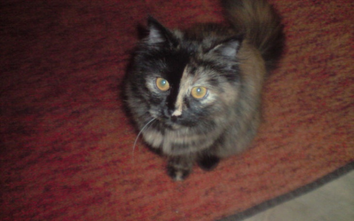 Zbiórka Walka z chorobami, długami. - zdjęcie główne