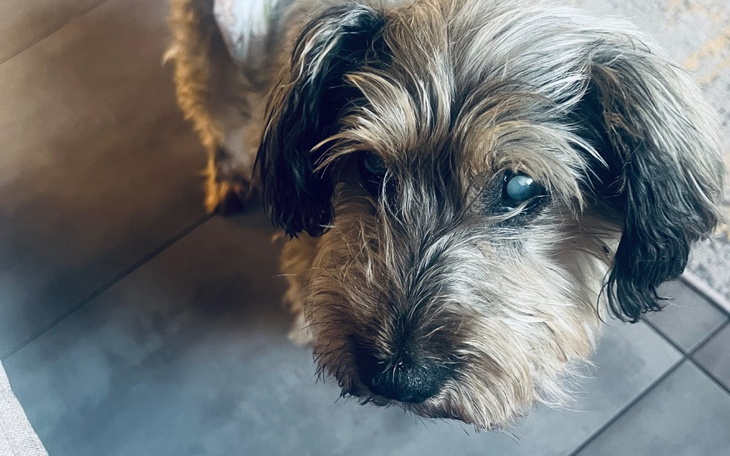 Zbiórka Światełko dla Tofiego - zdjęcie główne