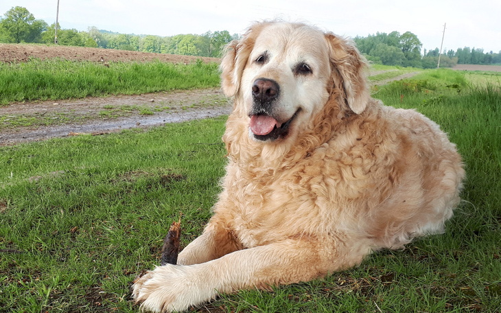 Zbiórka Leczenie goldenki Lunki - zdjęcie główne