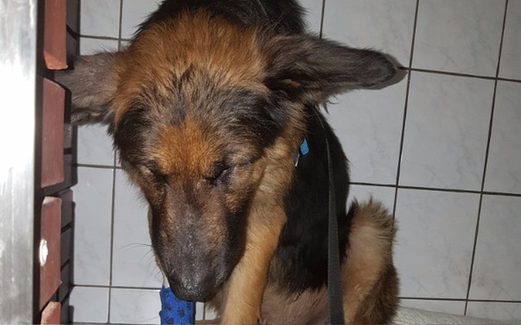 Zbiórka Porzucony, pogryziony owczarek - zdjęcie główne