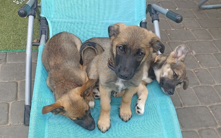 Zbiórka Szczepienia bezdomnych szczeniąt - zdjęcie główne