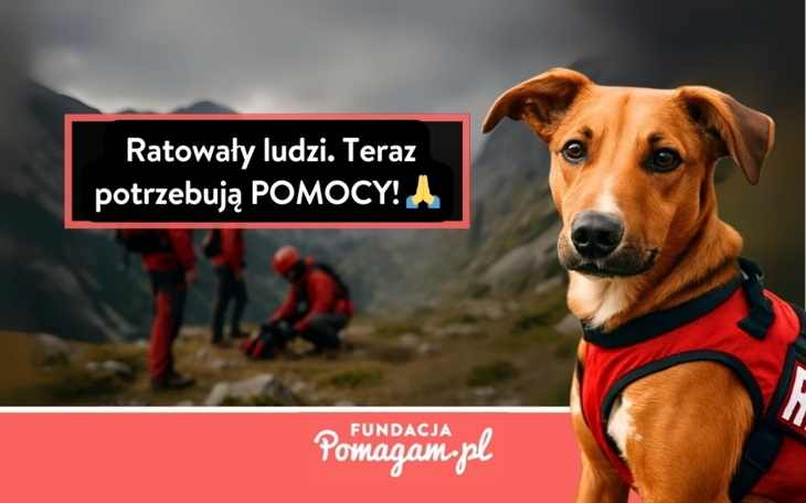 Pies ratunkowy, potrzebuje wsparcia.