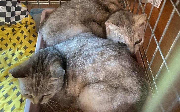 Zbiórka Pomoc kotom skazanych na śmierć - zdjęcie główne