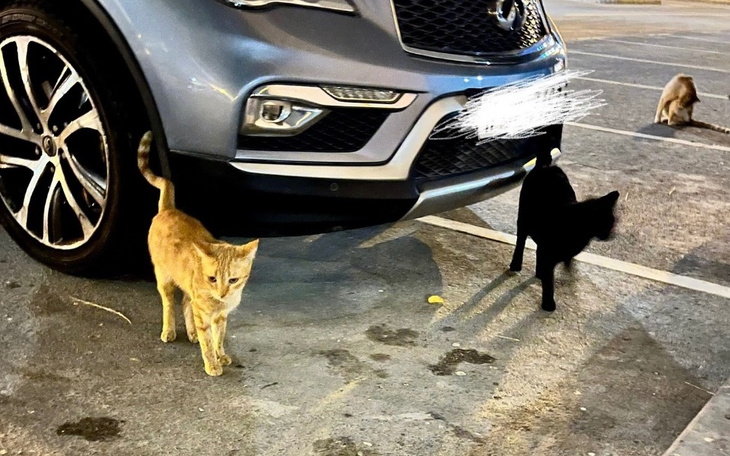 Zbiórka Karmidło dla bezdomnych kotków - zdjęcie główne