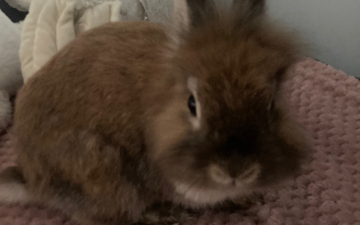 Zbiórka Na kastracje Kubusia - zdjęcie główne