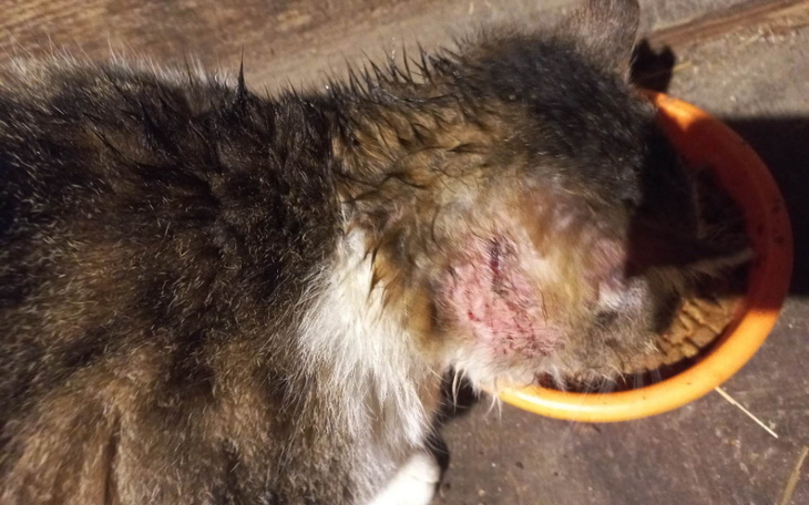 Zbiórka Kot sobie poradzi. Albo umrze - zdjęcie główne