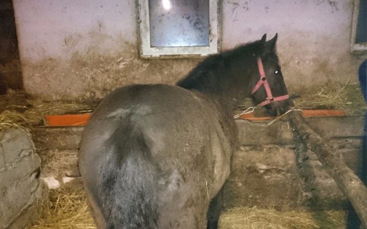 Zbiórka Nie rozdzielajmy końskich dzieci - zdjęcie główne