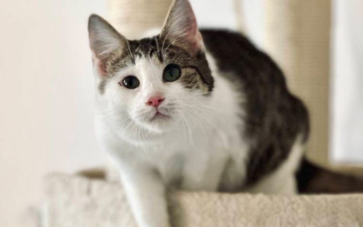 Kot z różnokolorowymi oczami na drapaku.