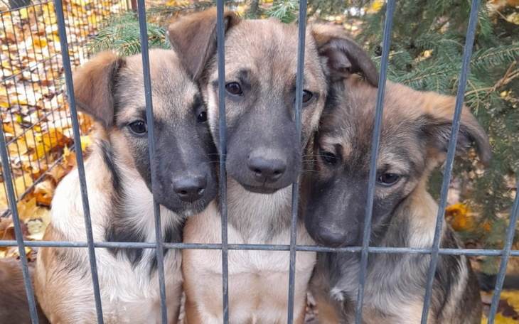 Zbiórka Karma Wraca Zbiórka karmy - zdjęcie główne