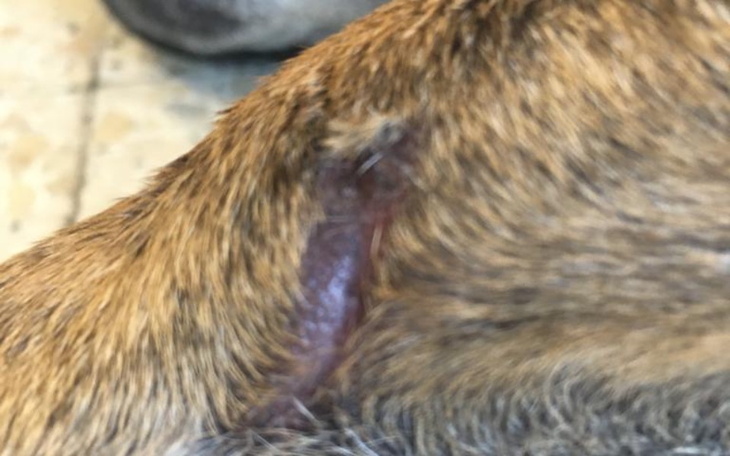 Zbiórka Operacja dla Sativki - zdjęcie główne