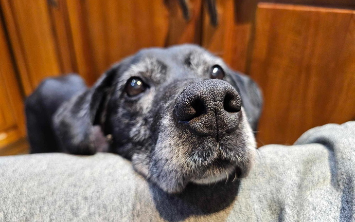 Czarny pies z wyrazistym nosem, oparty na ręce właściciela.