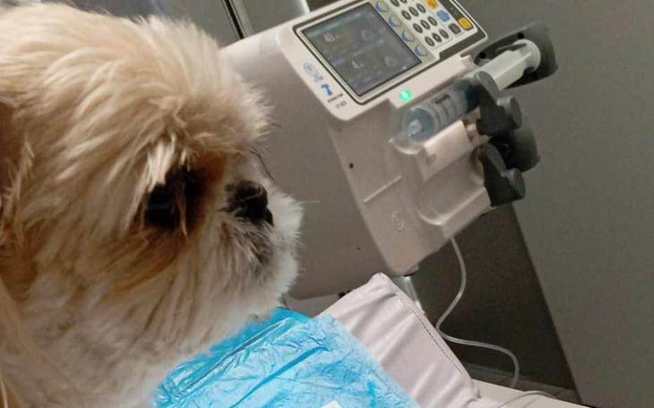 Zbiórka Jedyna szansa dla Sisi - zdjęcie główne