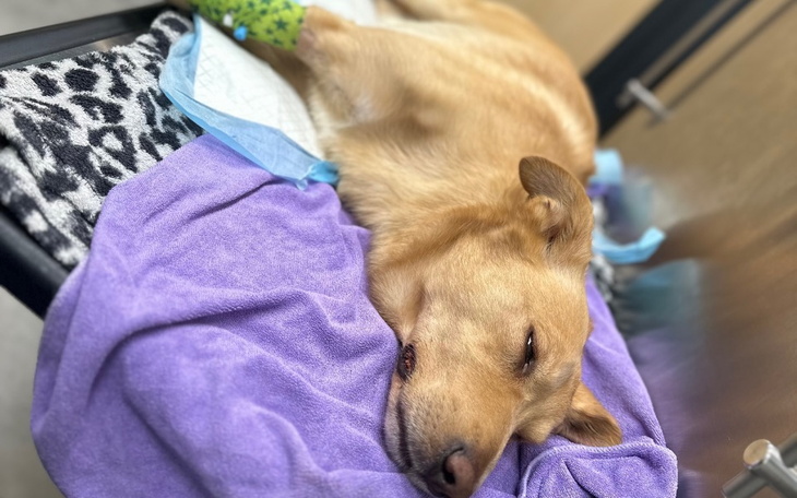 Zbiórka Dino walczy o życie każdego dnia - zdjęcie główne