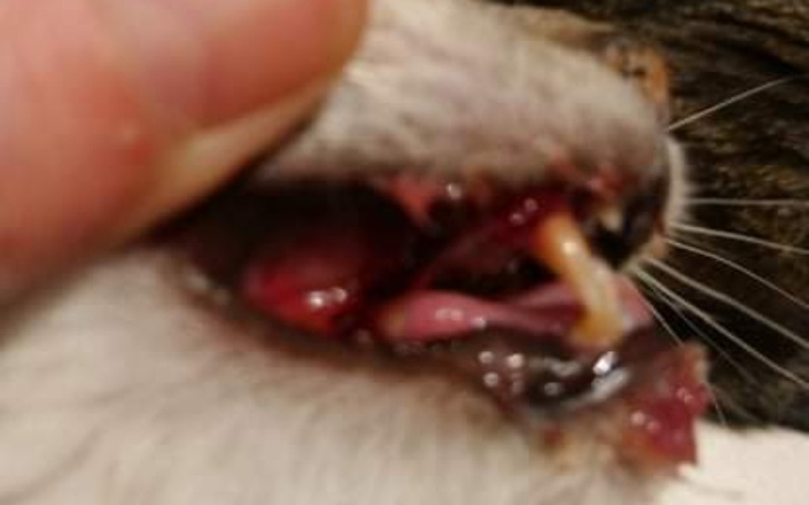 Zbiórka Na dług za nasze bezdomniaki - zdjęcie główne