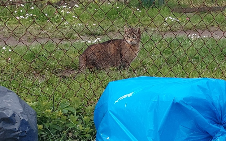 Zbiórka Na kastracje wiejskich wyrzutków - zdjęcie główne