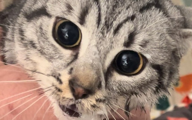 Kot z szarym futrem z dużymi oczami, trzymany na rękach.