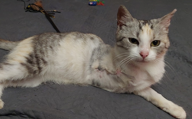 Zbiórka Straciła łapkę, zyskała życie - zdjęcie główne