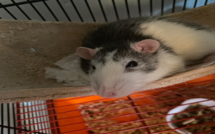 Zbiórka Operacja dla Zeusa - zdjęcie główne