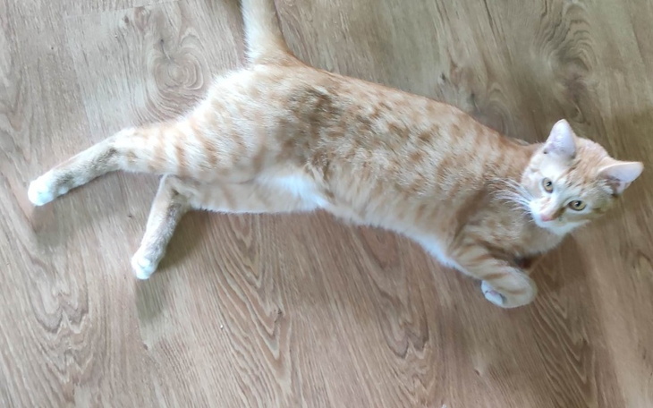 Zbiórka Pomóż uratować Omera - zdjęcie główne