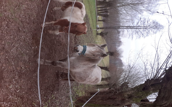 Koń i źrebak na pastwisku, w naturalnym otoczeniu.