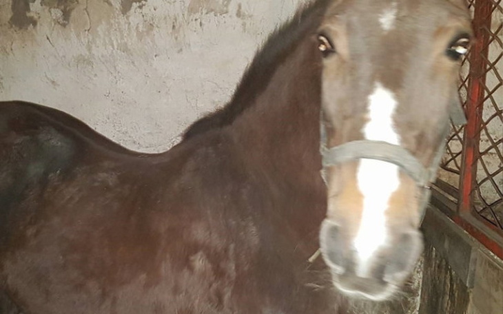 Zbiórka Ratunek dla Zorki - zdjęcie główne