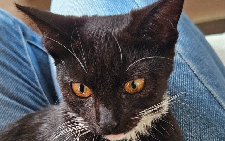 Zbiórka Amputacja łapki Melki - zdjęcie główne