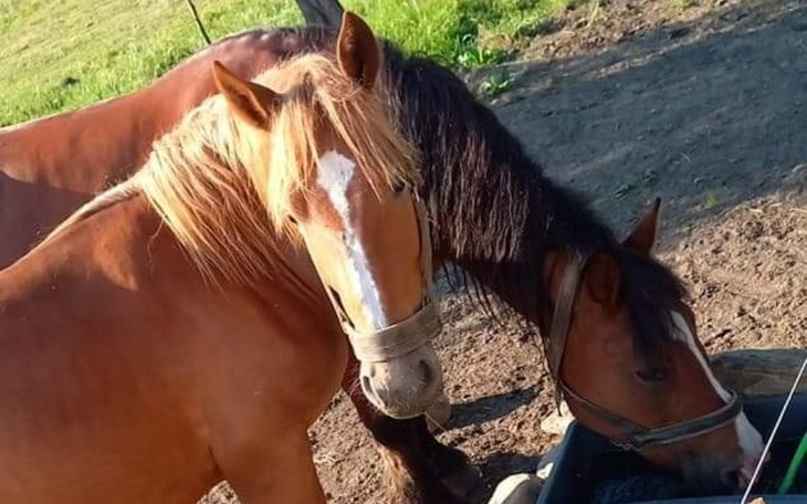 Zbiórka Na Siano dla koni. - zdjęcie główne