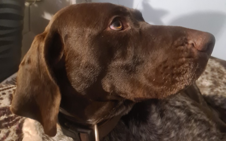 Zbiórka Ratujemy Hadesa - zdjęcie główne