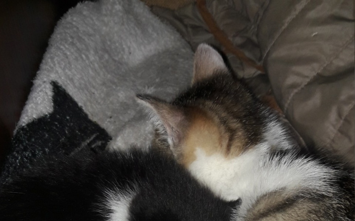 Zbiórka leczenie dla przygarnietych kotk - zdjęcie główne