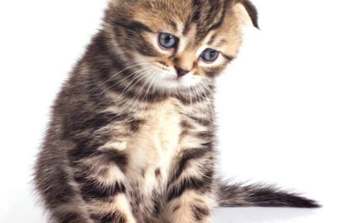 Zbiórka pieniądze przekaże na schroniska - zdjęcie główne