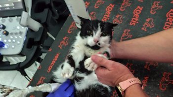 Zbiórka Polanka pilnie potrzebne lczenie - miniaturka zdjęcia