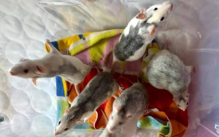 Zbiórka Marzec w DT "Ogoniaste" - zdjęcie główne