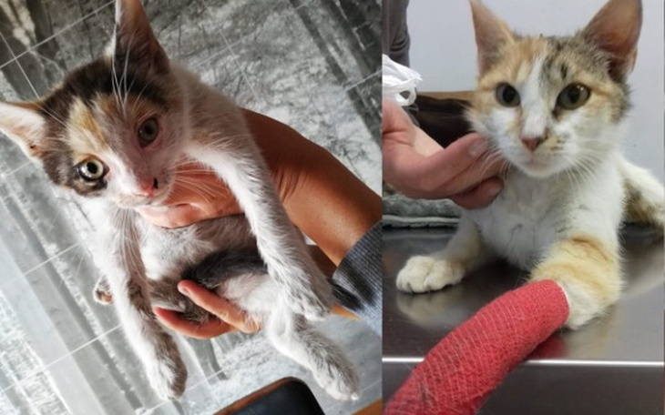 Zbiórka Na operacje 2 kotek po wypadku - zdjęcie główne