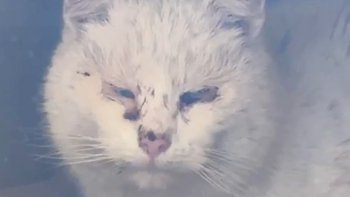 Zbiórka sterylizacja szpitalnych kotów - miniaturka zdjęcia