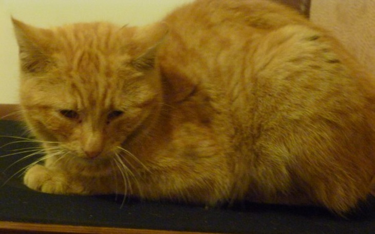 Rudy kot leżący na czarnej powierzchni.