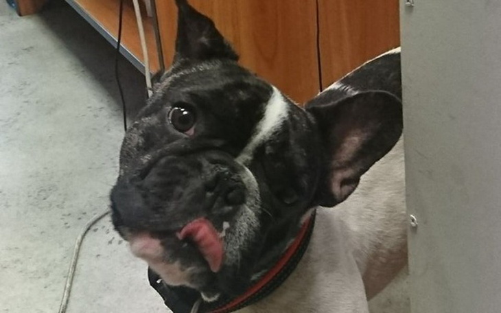 Zbiórka Zbieramy na operację Frodka - zdjęcie główne