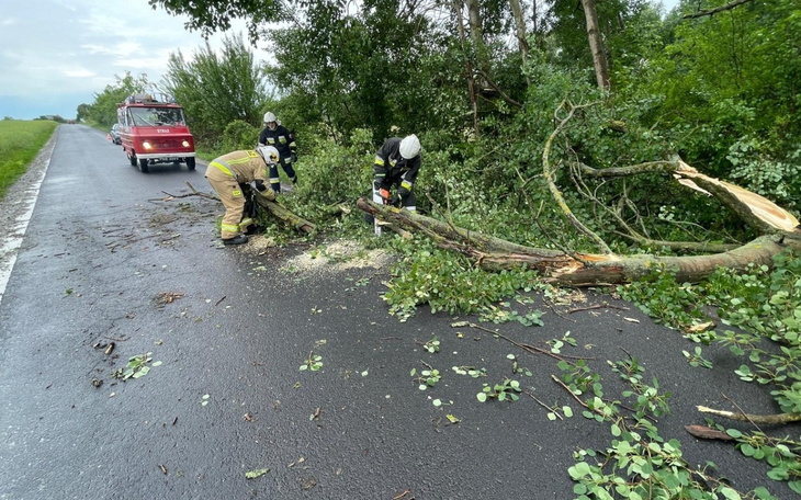 Strażacy usuwają powalone drzewo z drogi.