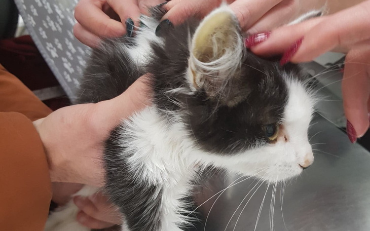 Kotek w rękach ludzi, z wyraźnymi emocjami.